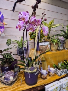 Rupp Blumenladen/Aadorf Elgg